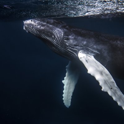 Humpback_Whale